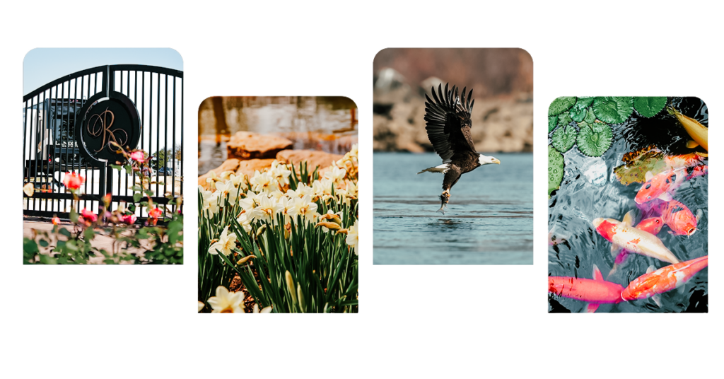 Spring at Grand Lake, daffodils, eagle, koi pond, the gate at The Regatta.