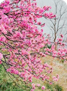 Pink budding tree by a lake in the spring at The Regatta on Grand luxury RV resort.