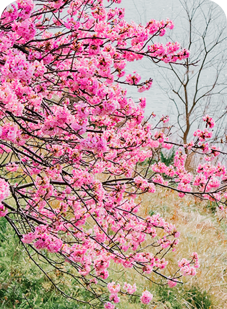 Pink budding tree by a lake in the spring at The Regatta on Grand luxury RV resort.