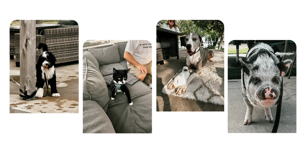Puppy leashed to a pole, cat on a couch, Great Dane holding a bunny, a pig all lounging at The Regatta on Grand, a pet-friendly RV resort on Grand Lake.
